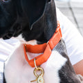A dog wearing the Awoo Marty Collar on a walk, combining the security of a martingale with modern style.