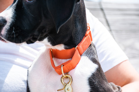 A dog wearing the Awoo Marty Collar on a walk, combining the security of a martingale with modern style.