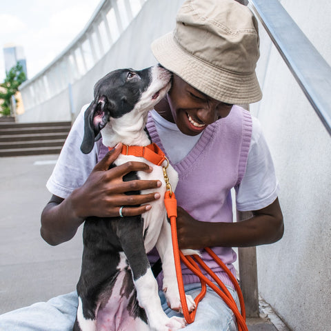 Awoo Marty Collar shown in action, providing gentle control for dogs that tend to back out of standard collars.