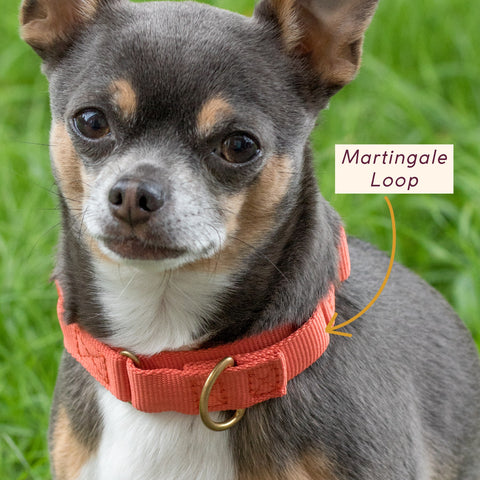Awoo Marty Collar showing the martingale loop that provides gentle tension for secure training and safety.