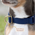 Close-up of the Awoo Pack Collar hand-polished natural brass buckle and secure D-ring for tags.