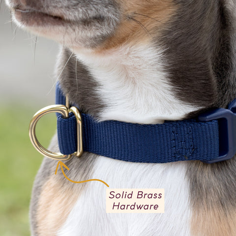 Close-up of the Awoo Pack Collar hand-polished natural brass buckle and secure D-ring for tags.