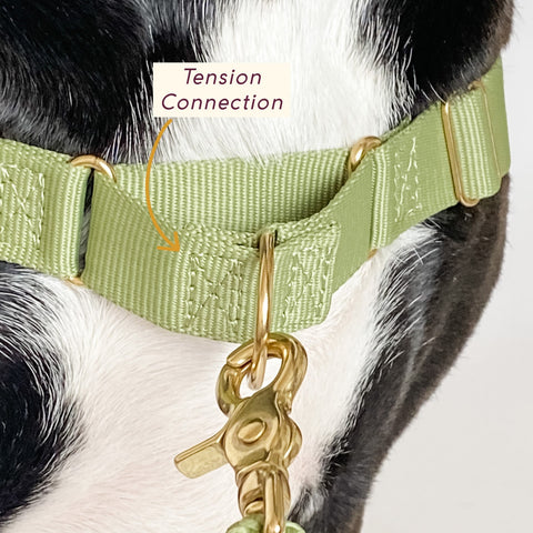 Awoo easy walk 3 strap roam dog harness in olive green on pitbull mix dog in size large to demonstrate tension control martingale loop with brass connection point.