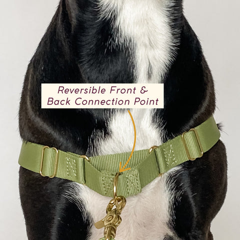 Awoo easy walk 3 strap roam dog harness in olive green on pitbull mix dog in size large to demonstrate reversible tension martingale connection loop with brass hardware worn on the dogs chest with olive Awoo Infinity leash attached.