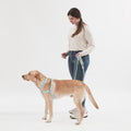 Video showing how to attach the Awoo Safety strap to the Awoo Marty martingale collar and Awoo reversible 3 strap Roam dog harness. Modelled by yellow labrador, wearing Slate light blue, Marty collar and Roam harness in large, slate blue colour.
